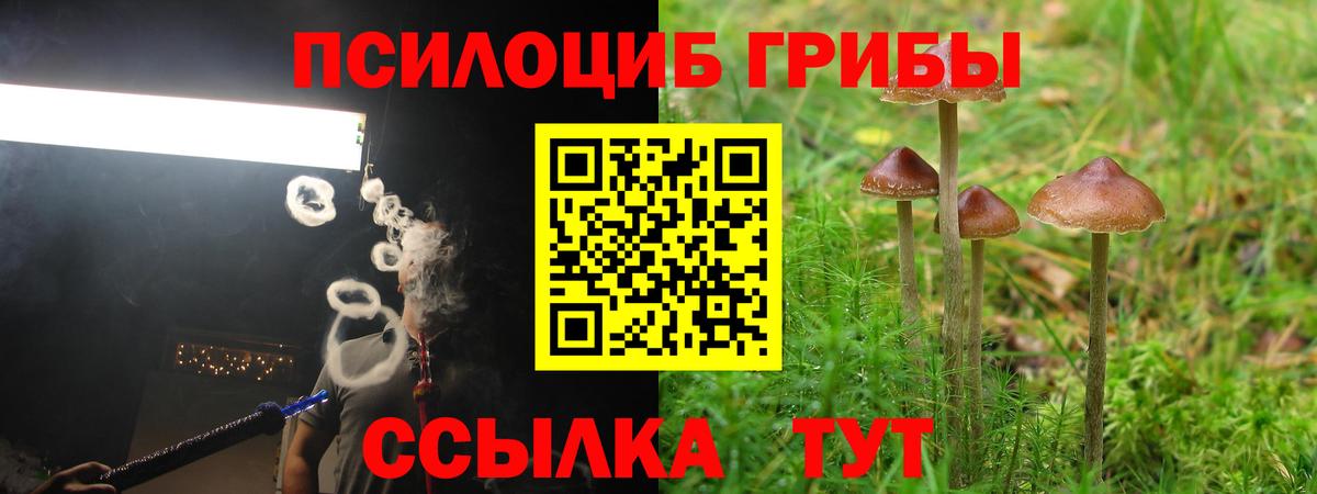 Псилоцибиновые грибы Psilocybine cubensis Сафоново